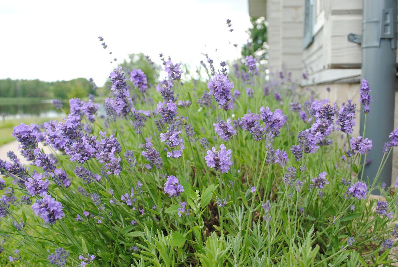 Lavender Village Kiemeliai Exterior foto