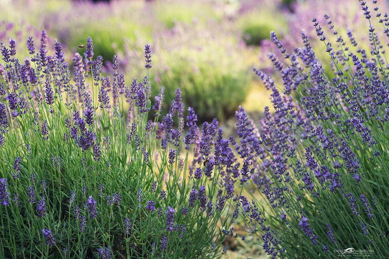 Lavender Village Kiemeliai Exterior foto